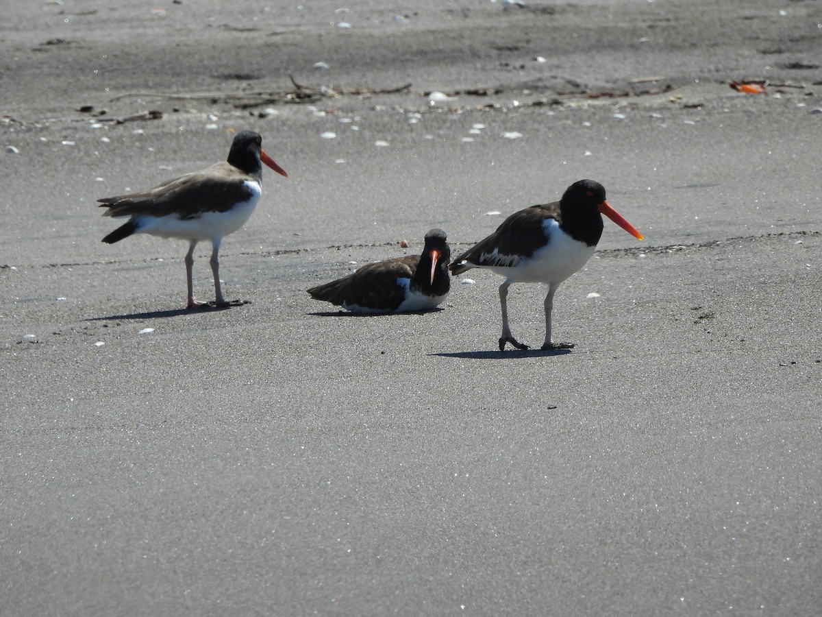 American Oystercatcher - Erika Reyes