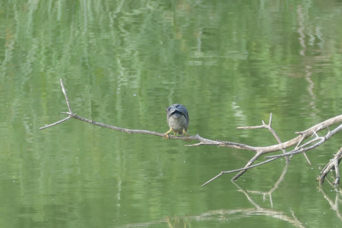 Green Heron - ML609806483