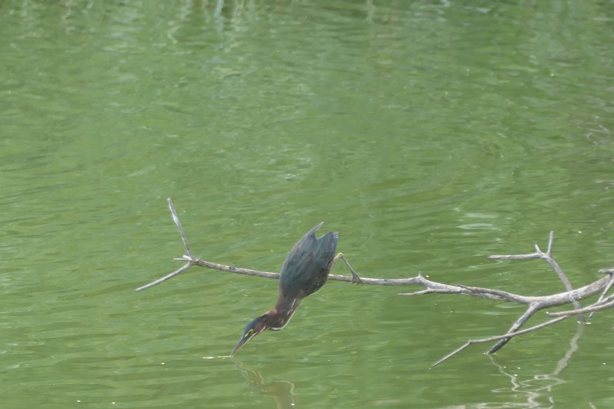 Green Heron - ML609806484