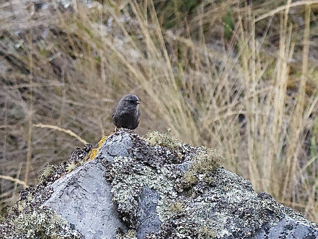 Puna Tapaculo - ML609806541