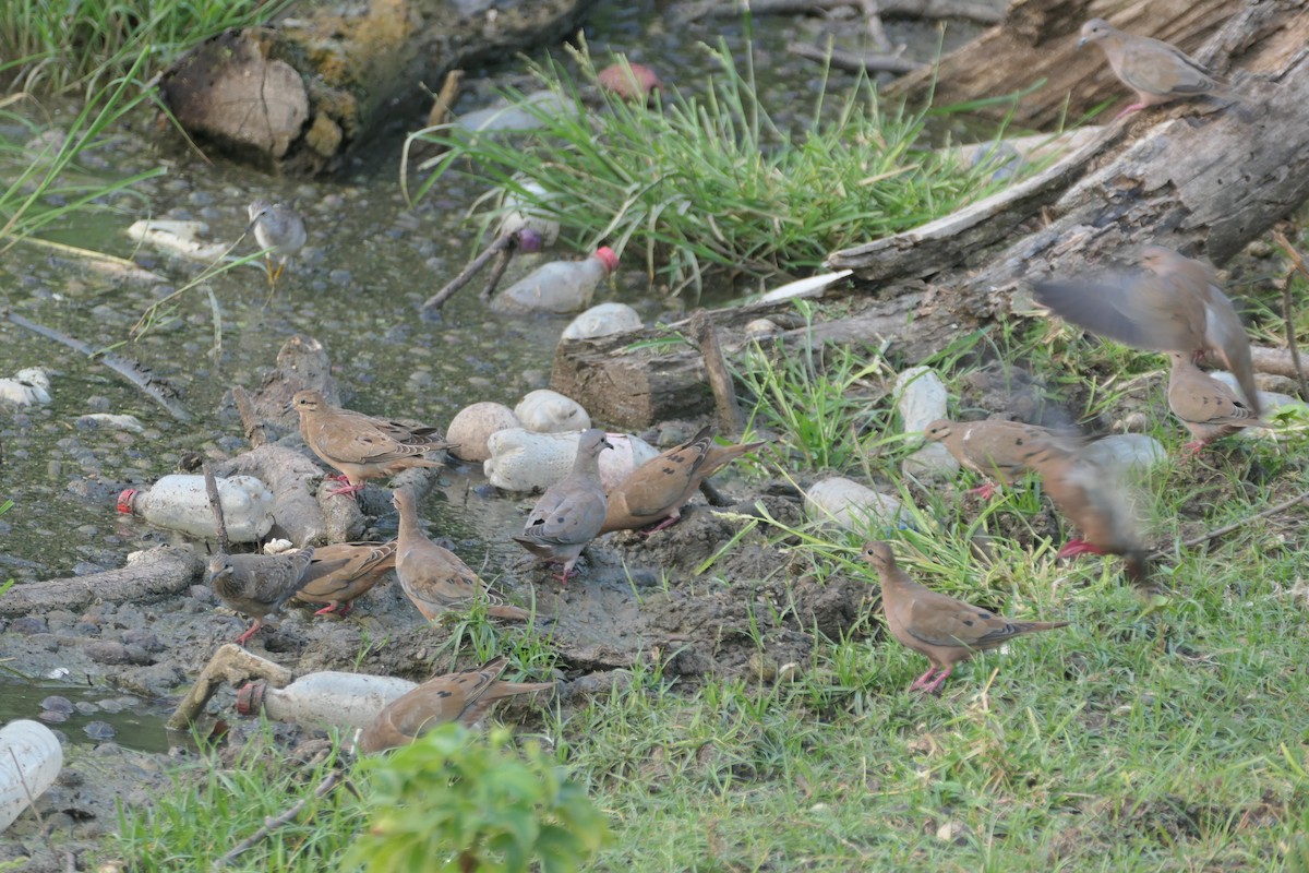 Eared Dove - ML609806563