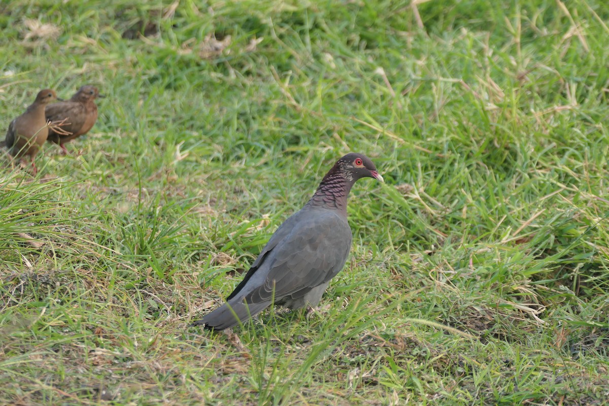 Scaly-naped Pigeon - ML609806577