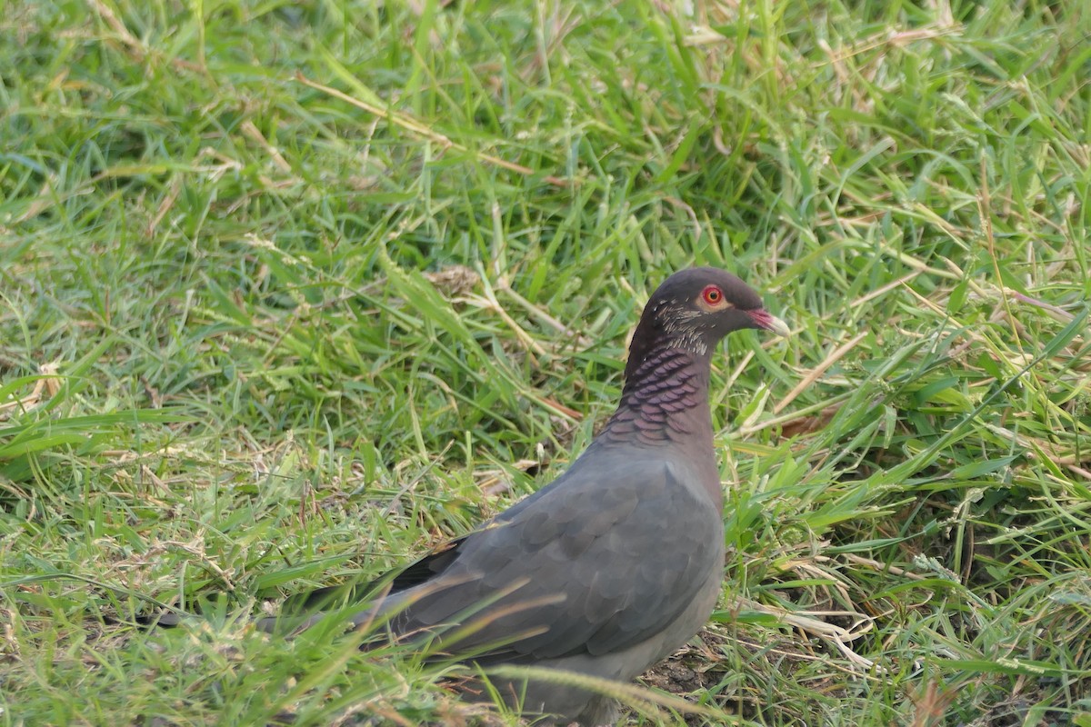 Scaly-naped Pigeon - ML609806578