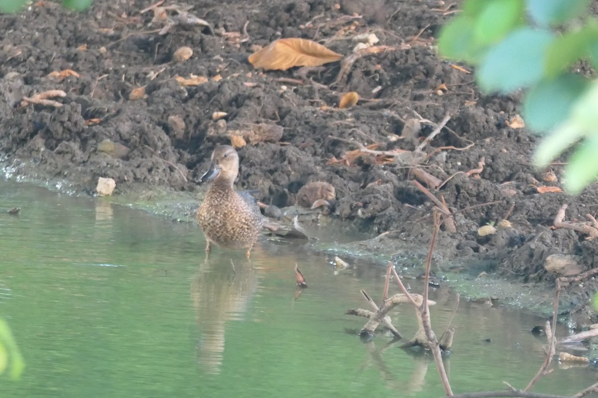 Blue-winged Teal - ML609806586