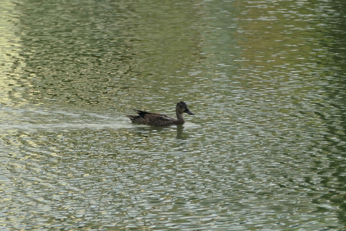 Blue-winged Teal - ML609806587
