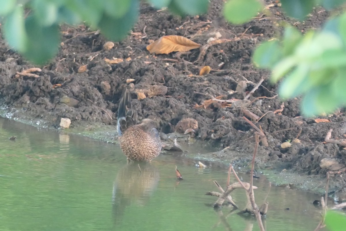 Blue-winged Teal - ML609806588