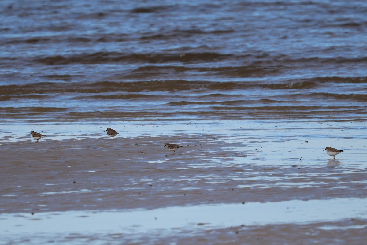 Least Sandpiper - ML609806616