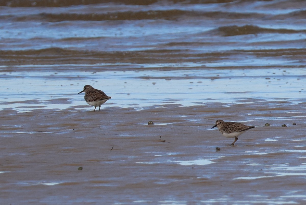 Least Sandpiper - ML609806627