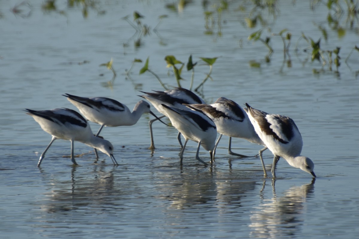 American Avocet - ML609806691