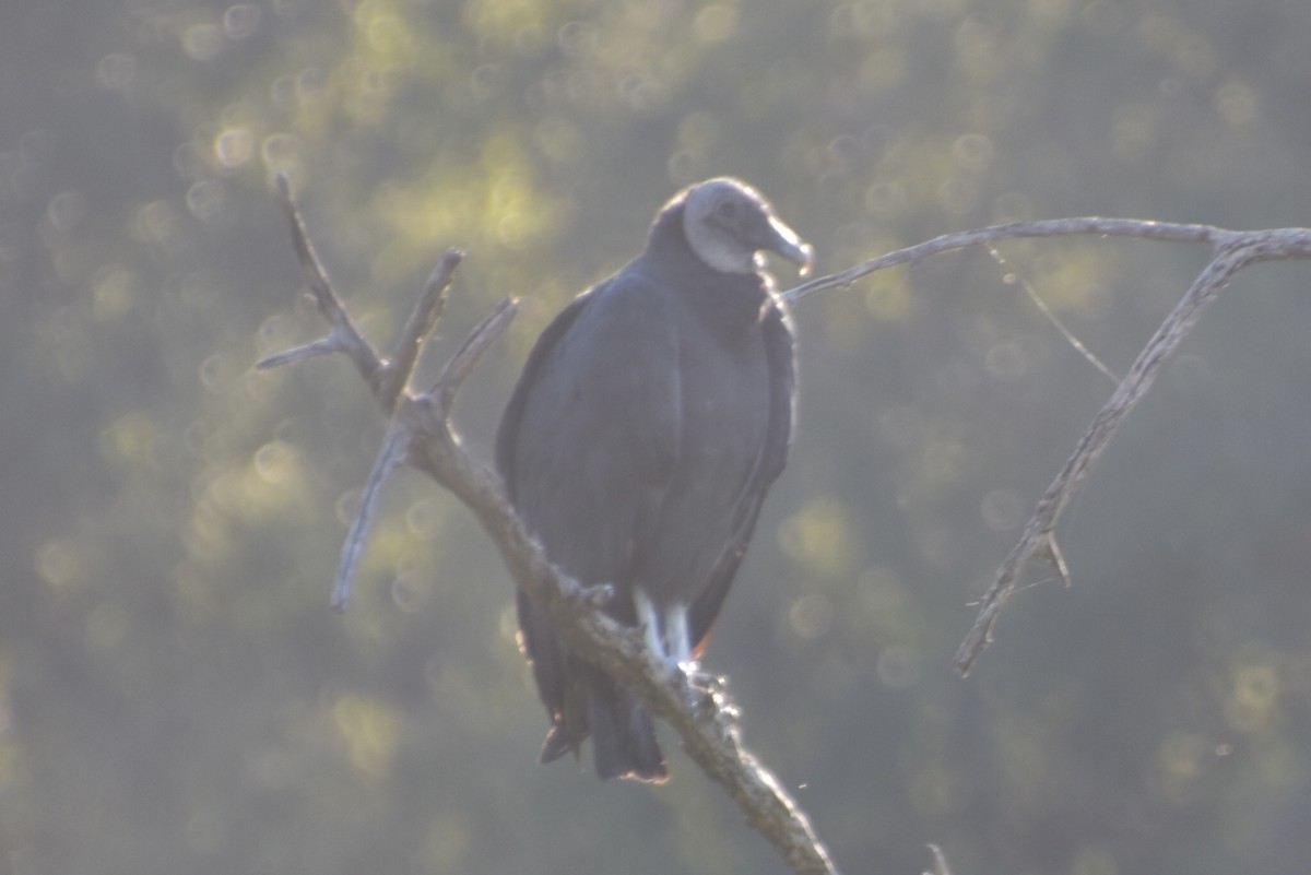 Black Vulture - ML609806722