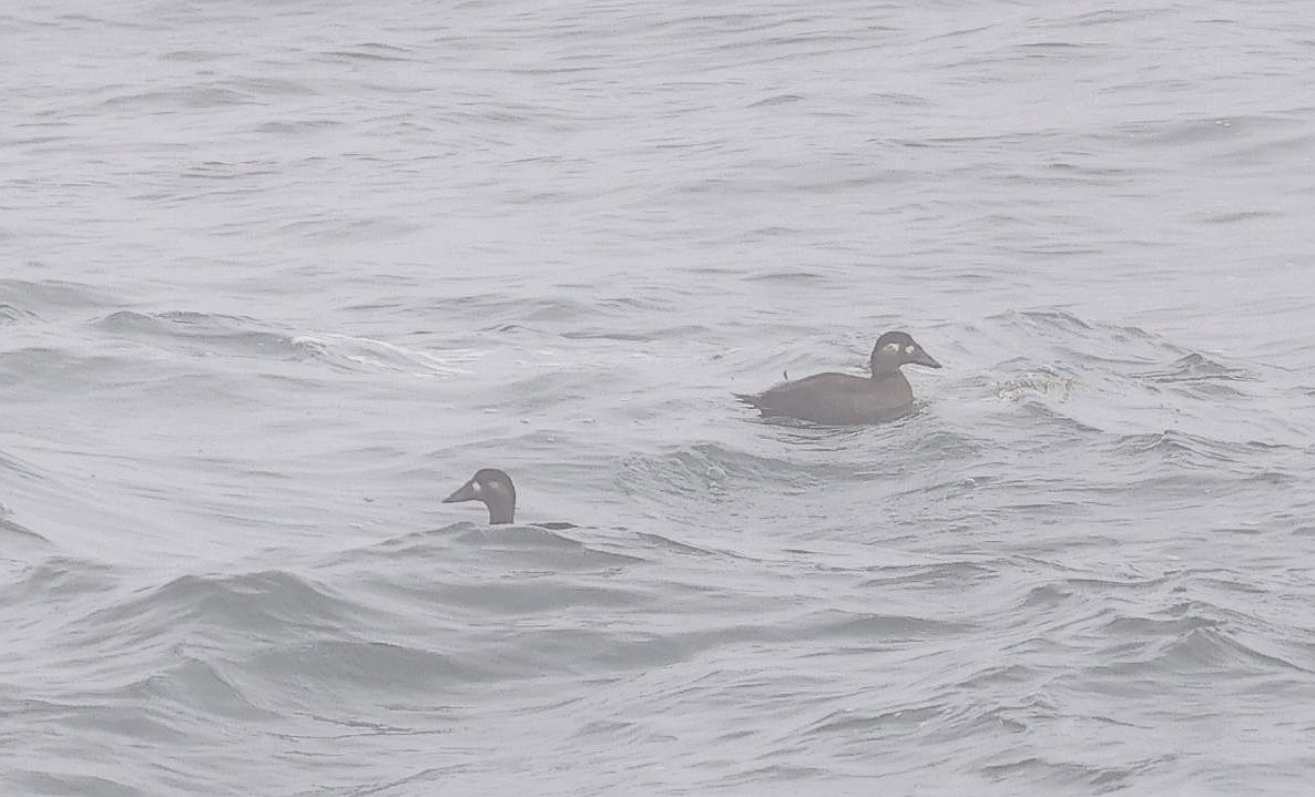 Surf Scoter - Charles Fitzpatrick