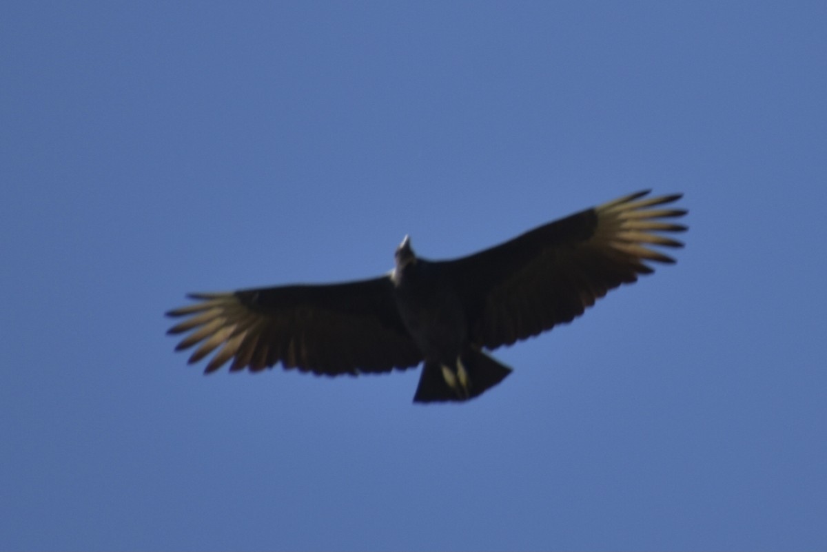 Black Vulture - ML609806802