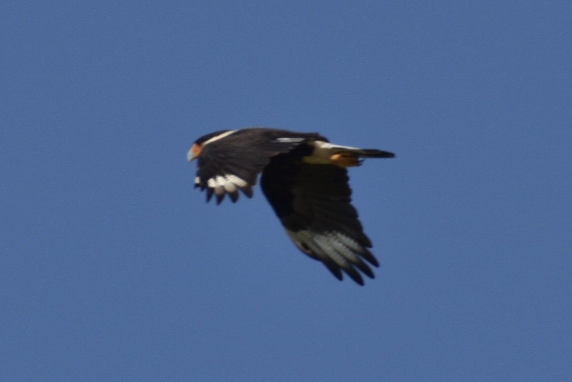 Crested Caracara - ML609806815