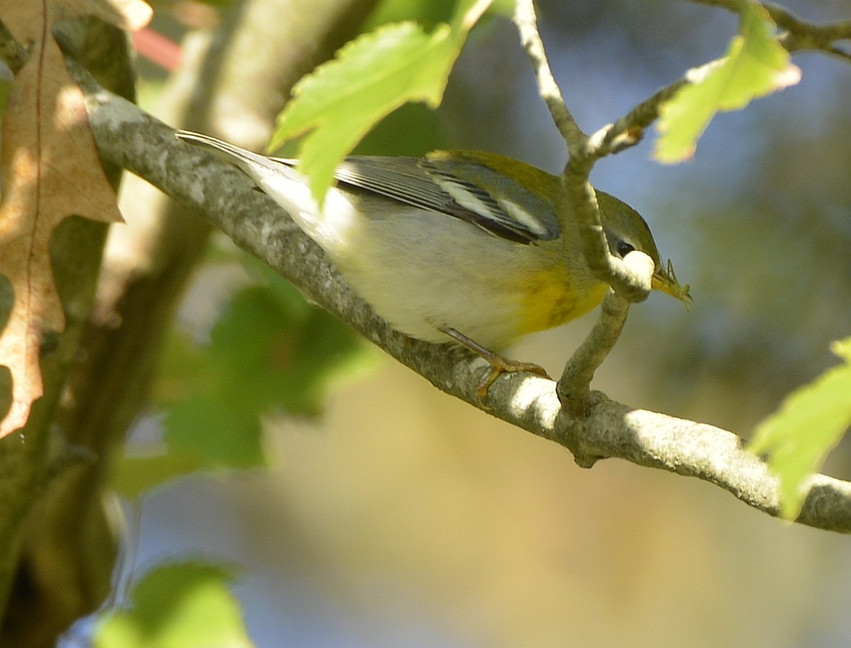 Northern Parula - ML609806987