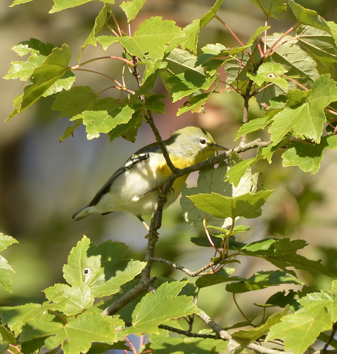 Northern Parula - ML609806989
