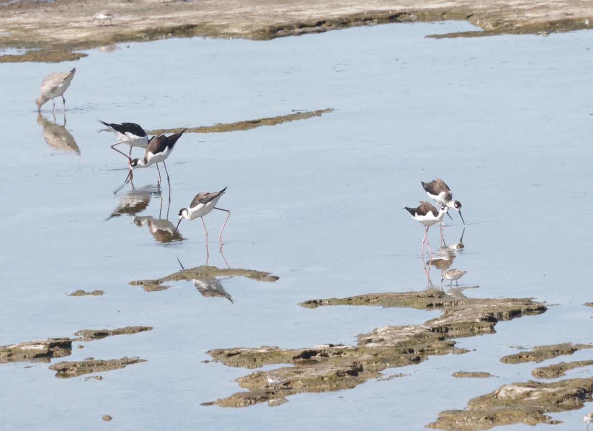 Black-necked Stilt - ML609807030