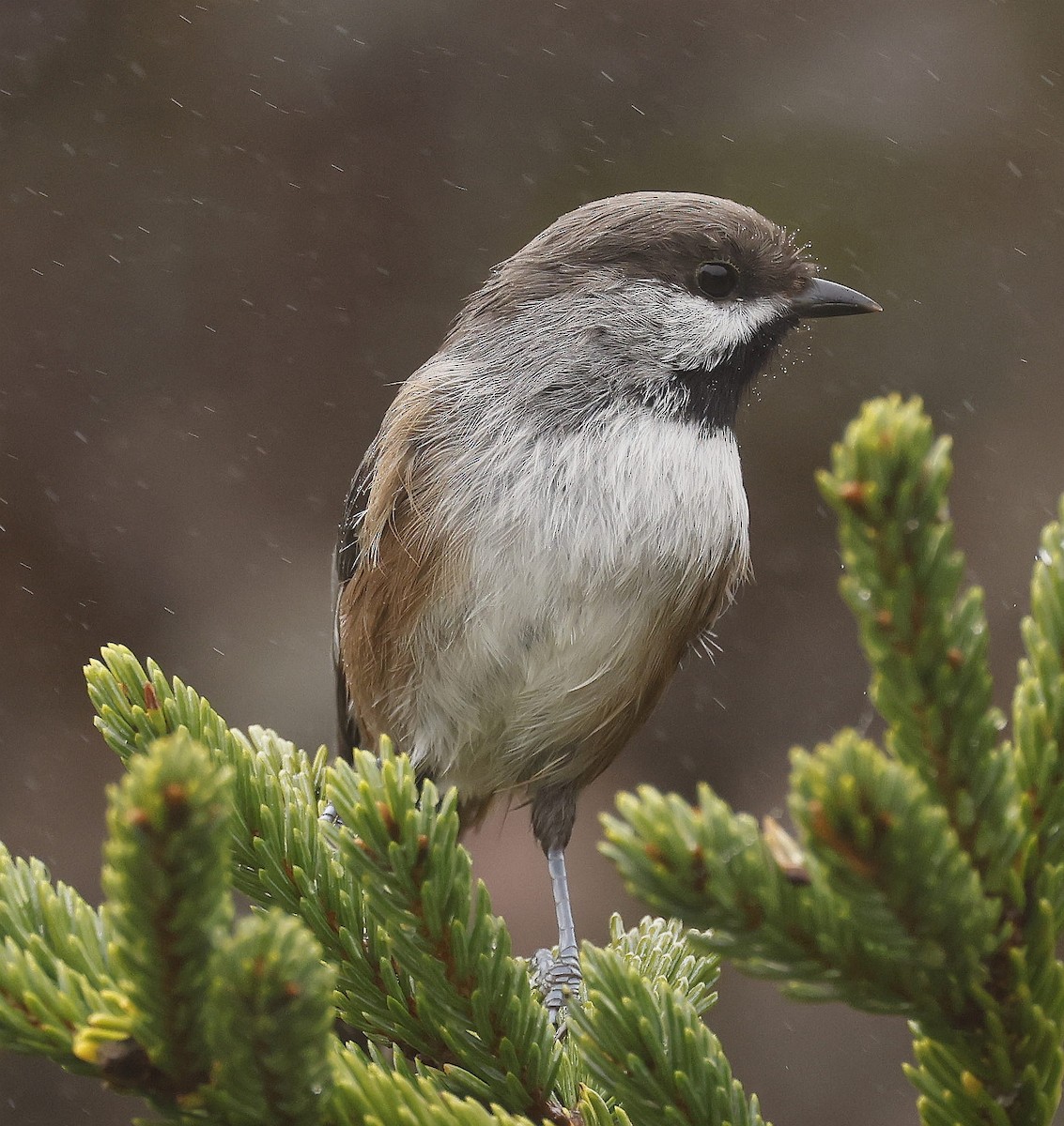 Mésange à tête brune - ML609807118