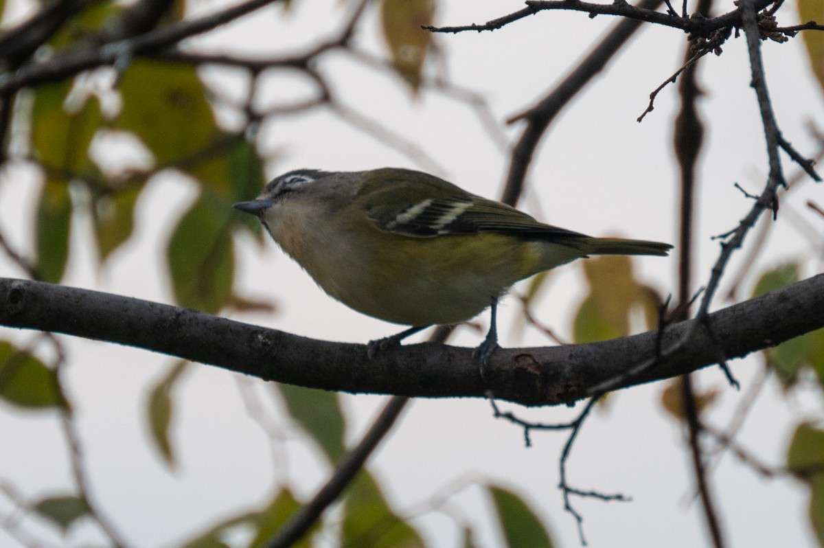 Blue-headed Vireo - ML609807158