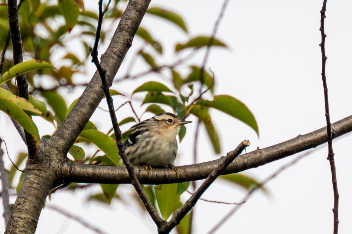 Black-and-white Warbler - ML609807167