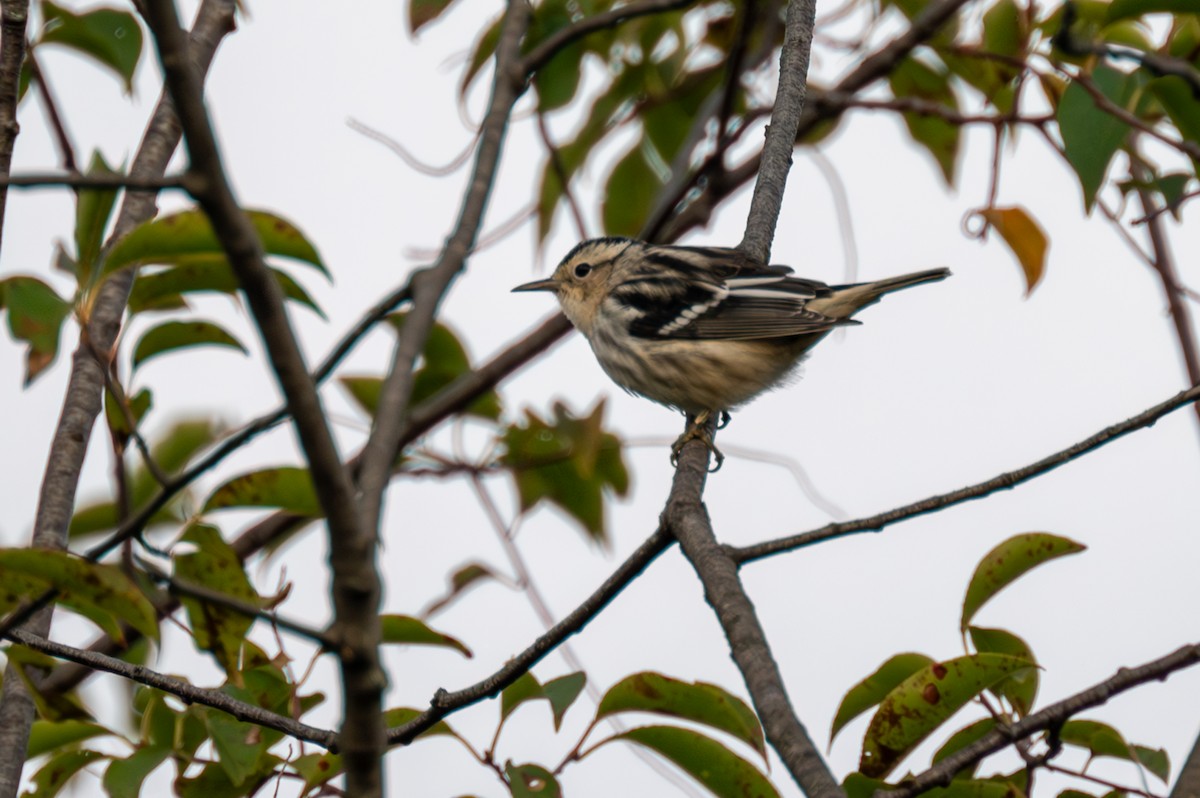 Black-and-white Warbler - ML609807168