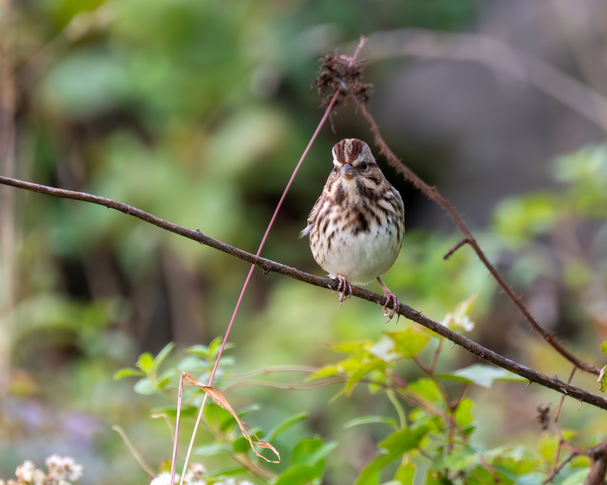 Song Sparrow - Peter Rosario