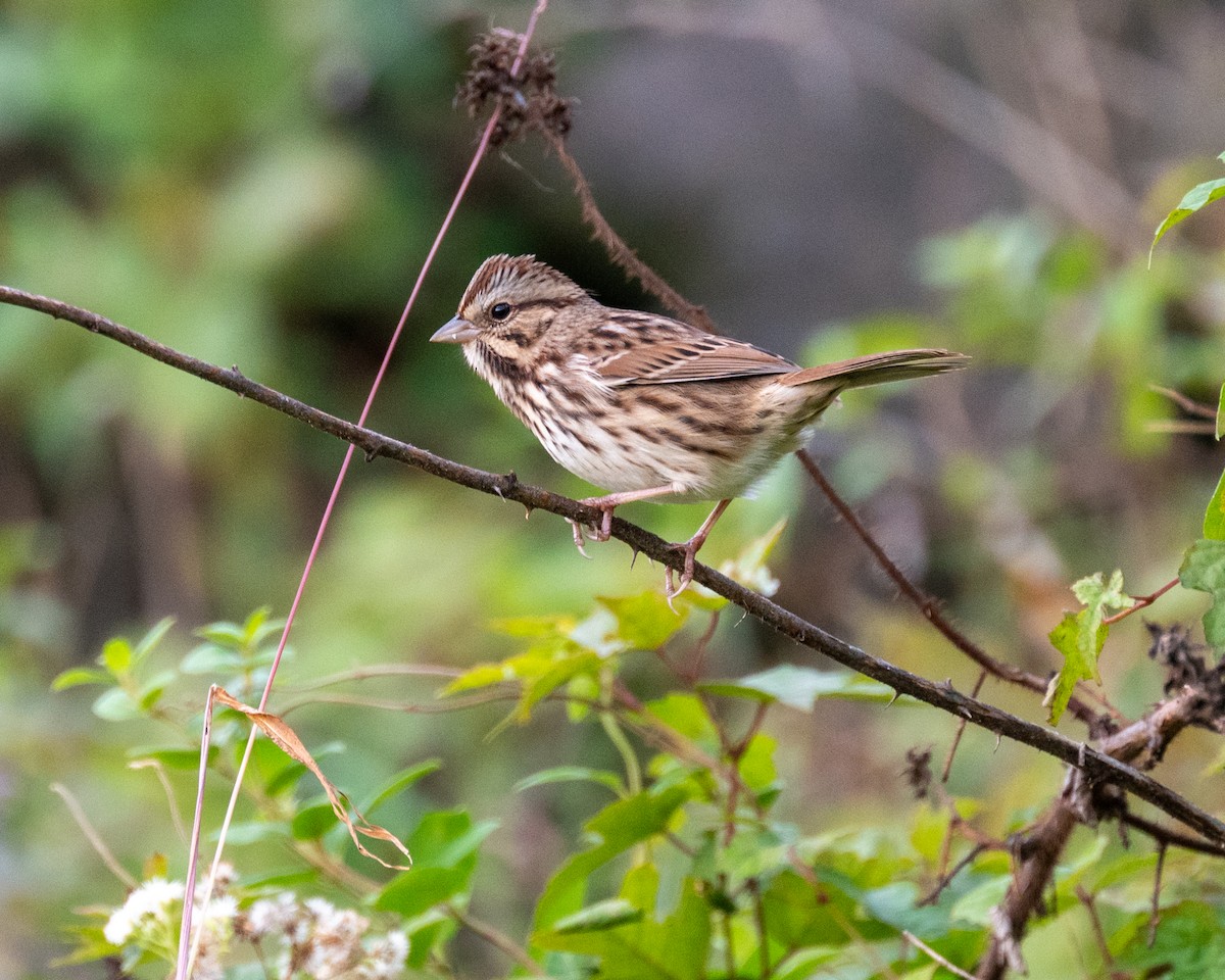 Song Sparrow - Peter Rosario