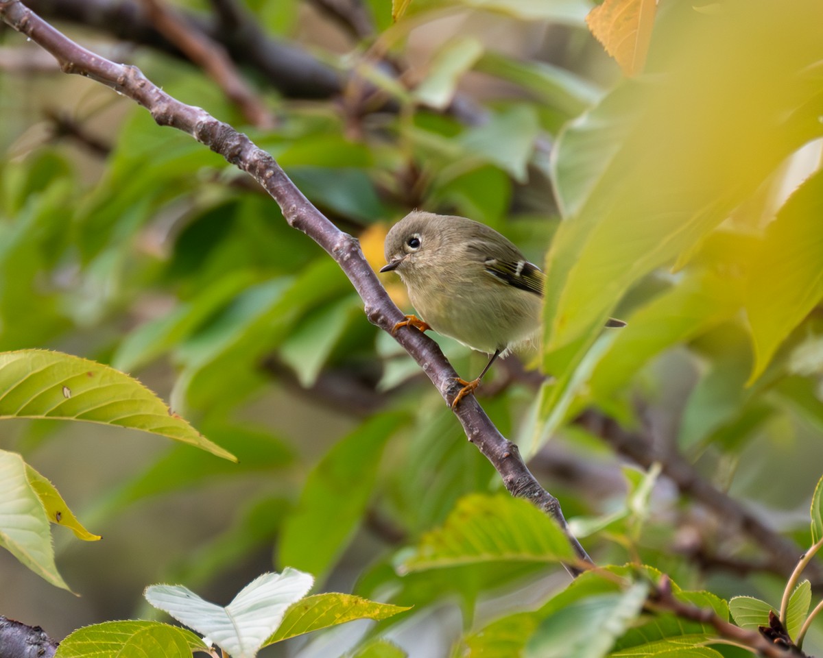 Ruby-crowned Kinglet - ML609807202