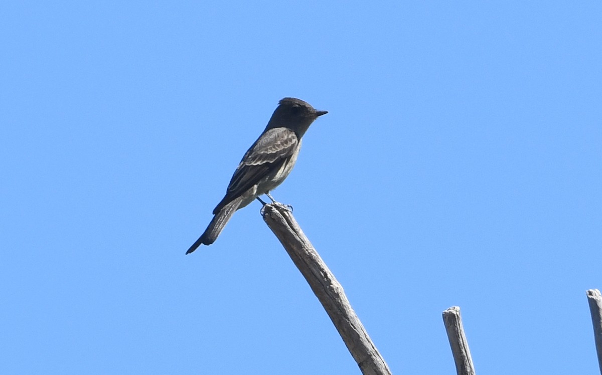 Western Wood-Pewee - Nancy Hetrick