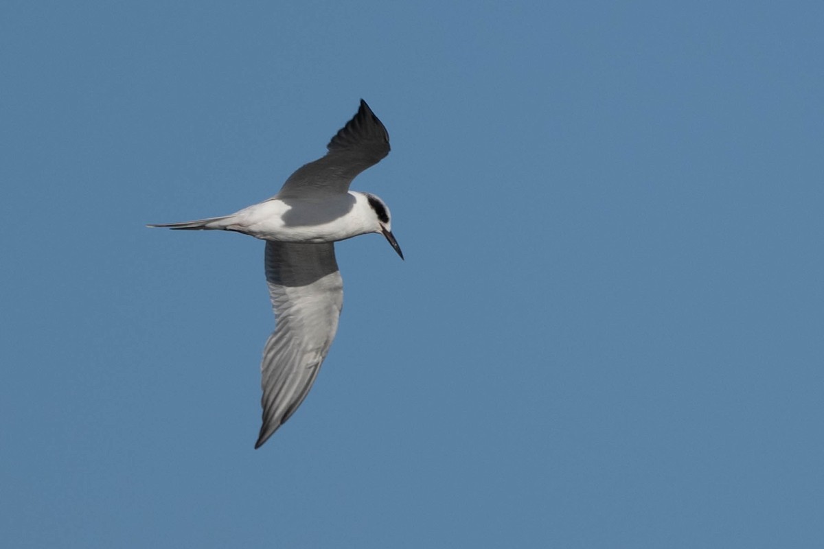 Forster's Tern - ML609807307