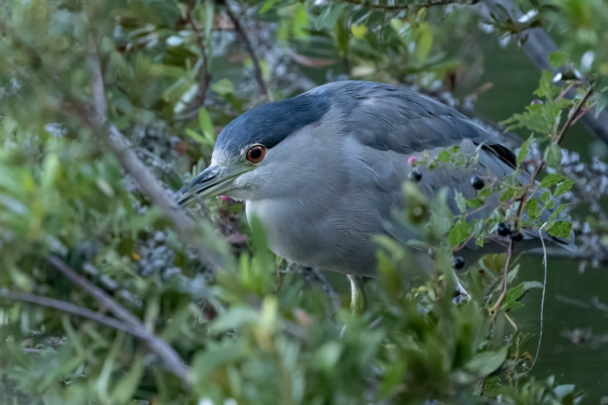 Black-crowned Night Heron - ML609807330