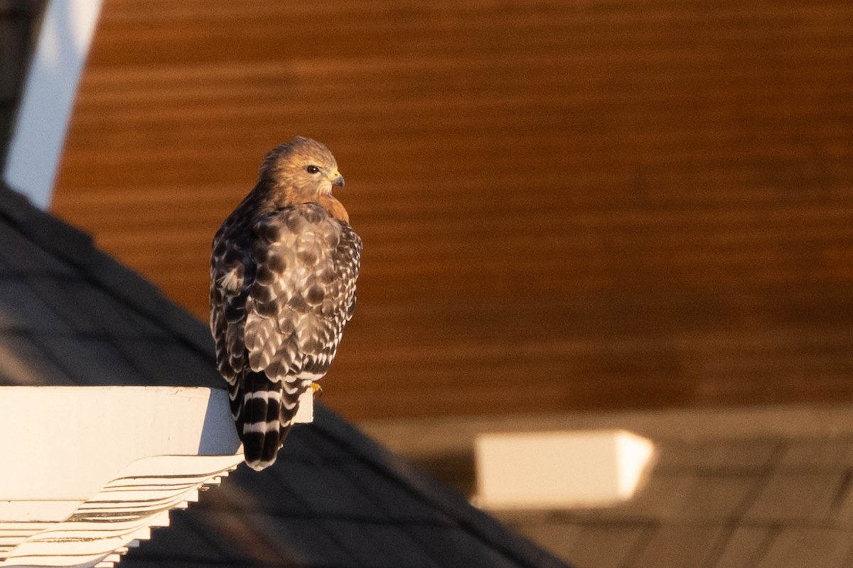 Red-shouldered Hawk - ML609807339