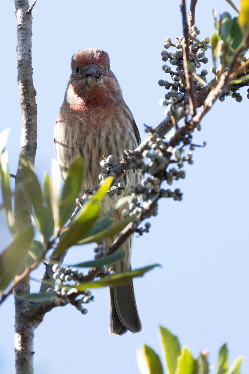 House Finch - ML609807351