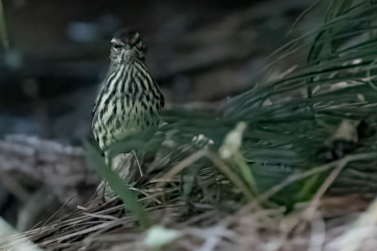 Northern Waterthrush - ML609807361