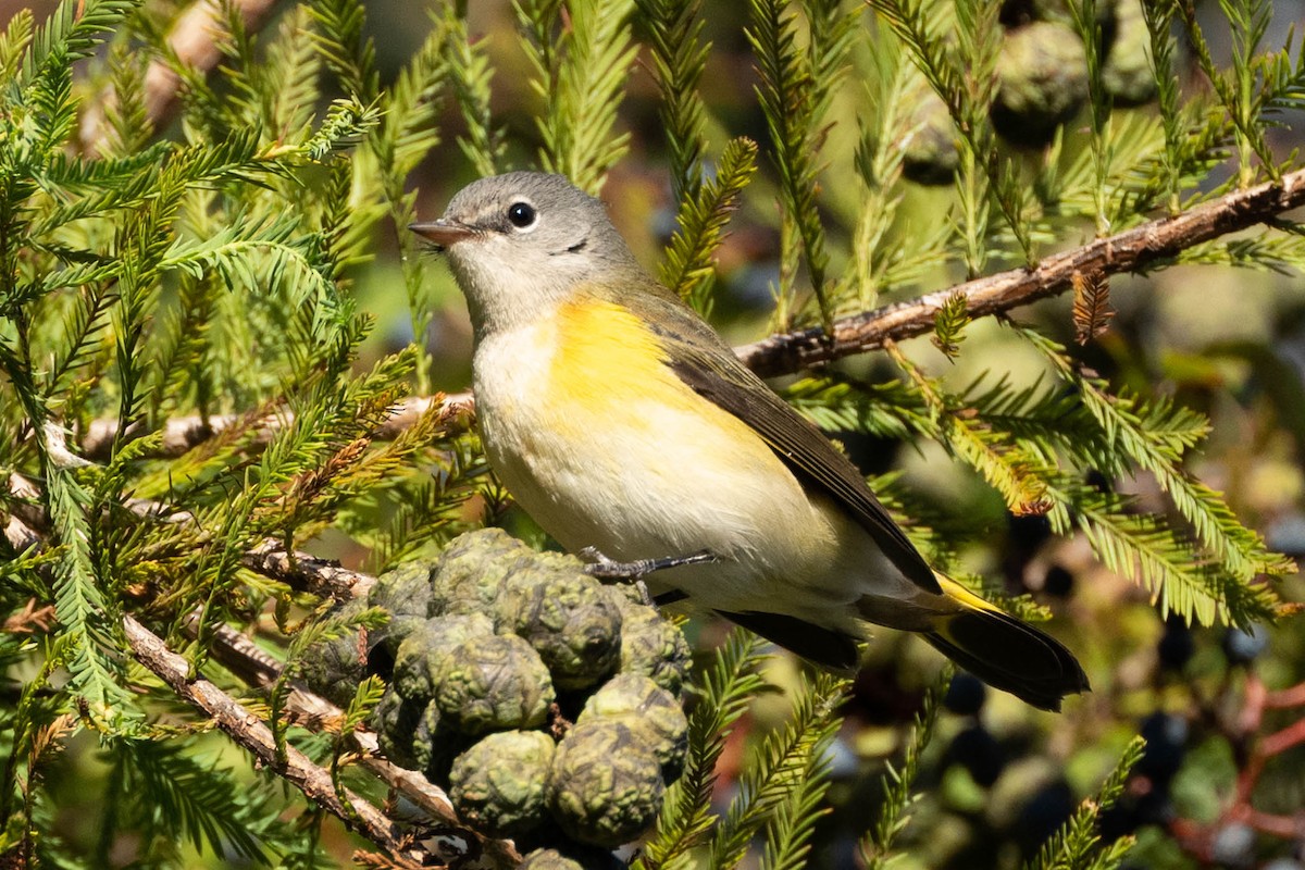 American Redstart - ML609807371