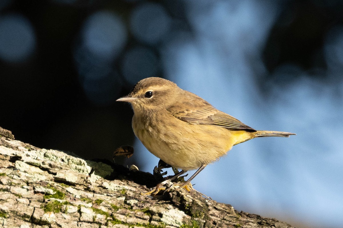 Palm Warbler - ML609807386