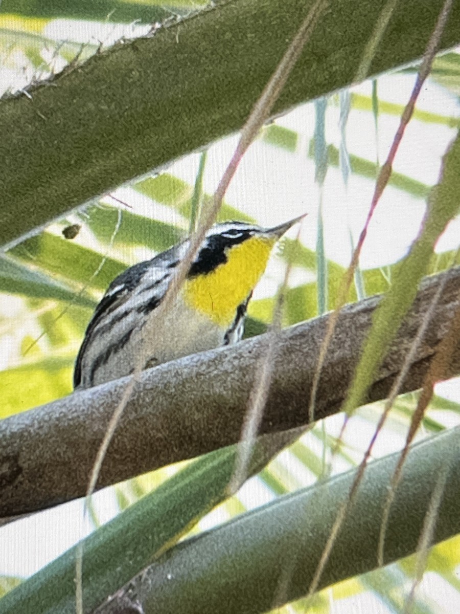 Yellow-throated Warbler - Gina Sanders