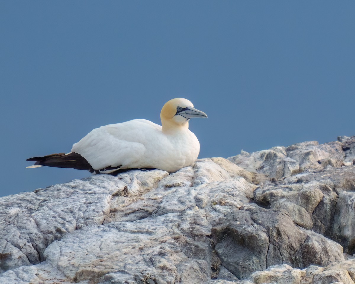 Northern Gannet - Tom Momeyer