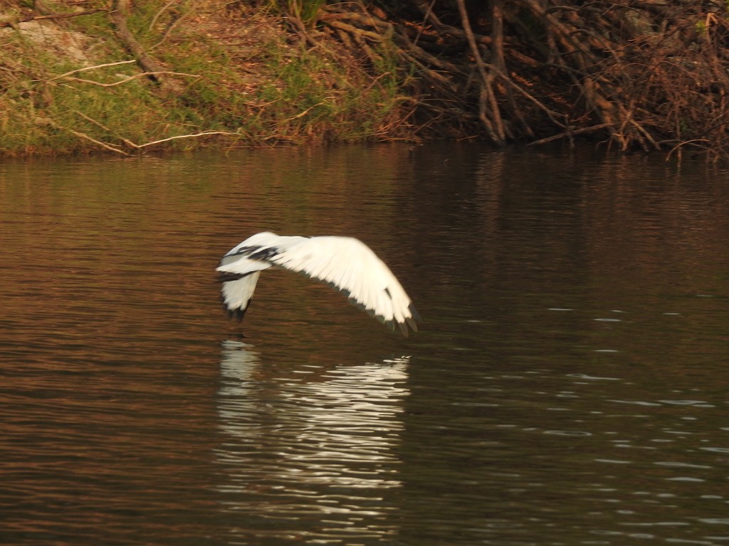 African Sacred Ibis - ML609807426