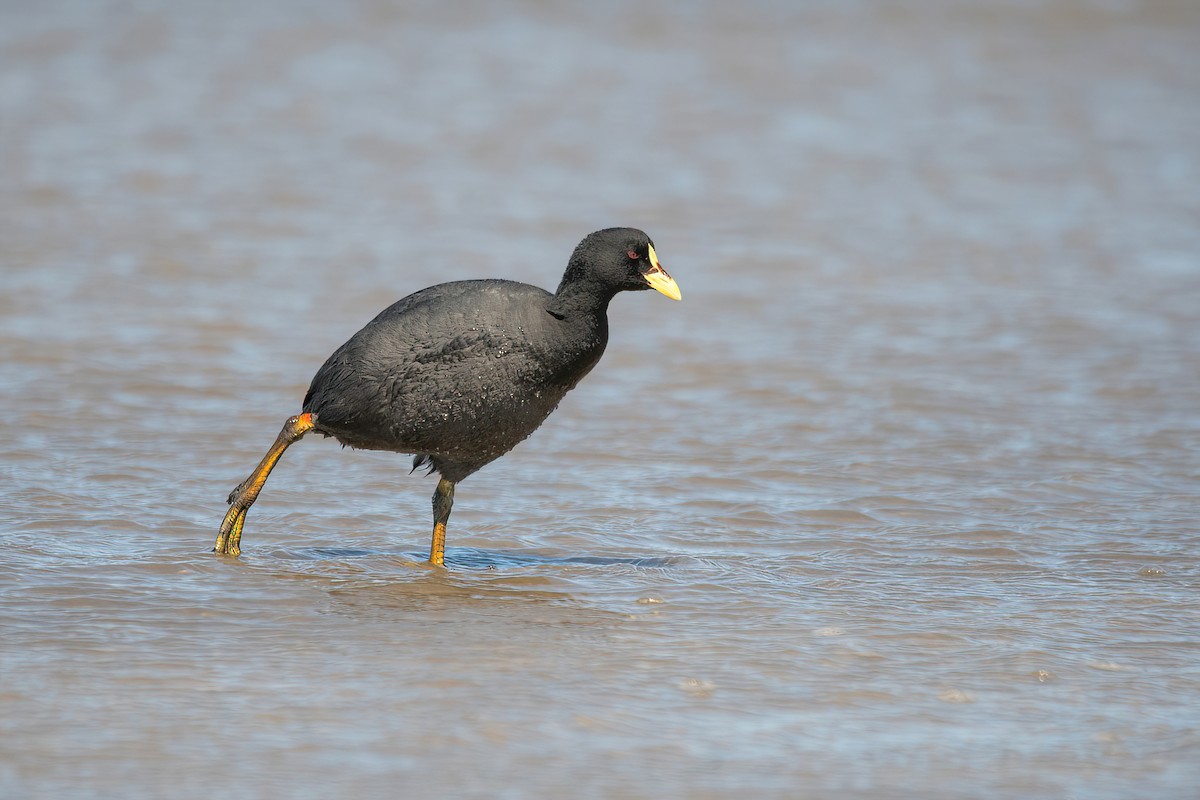 Red-gartered Coot - ML609807471