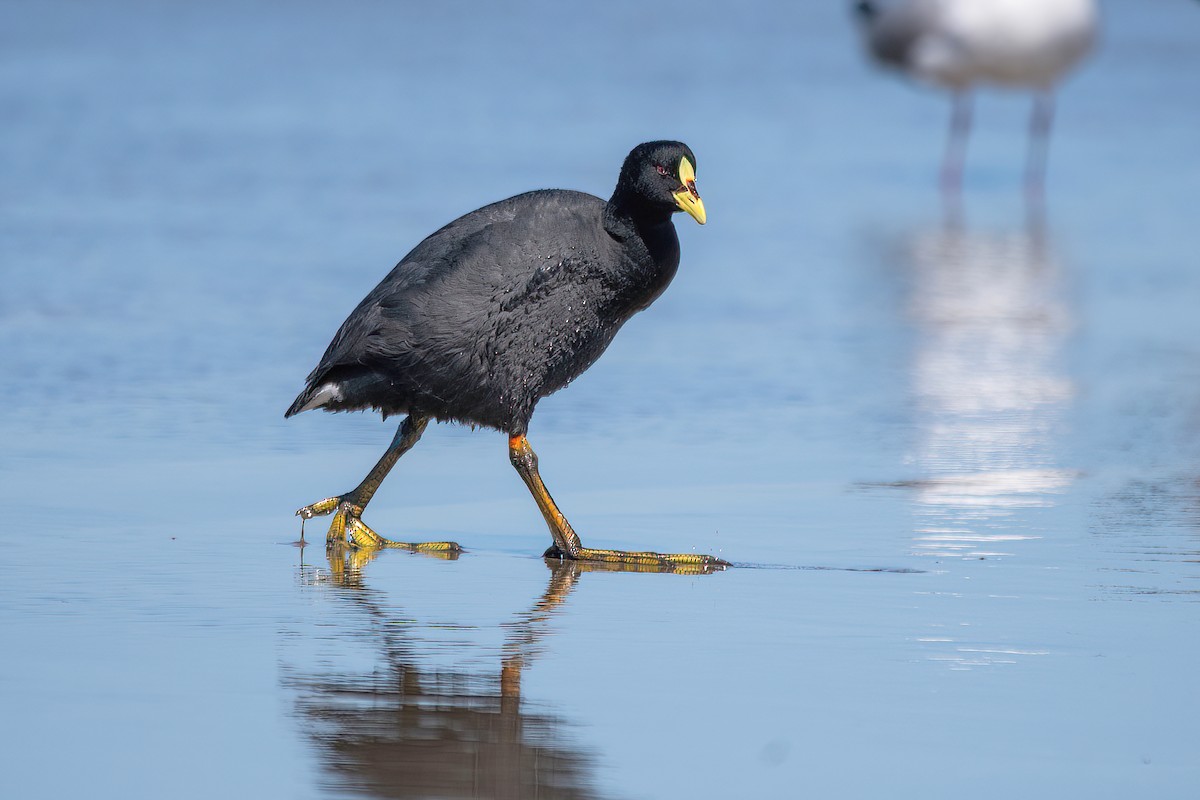 Red-gartered Coot - ML609807473