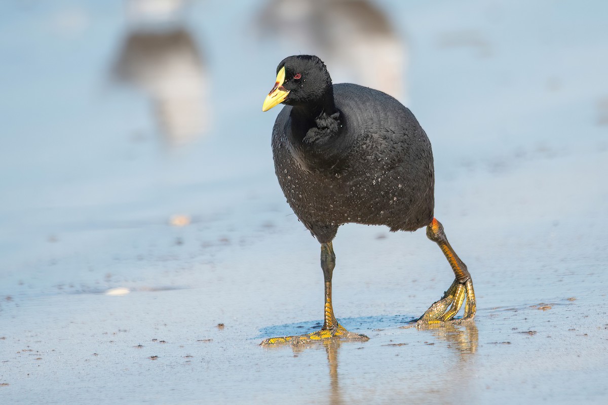 Red-gartered Coot - ML609807474