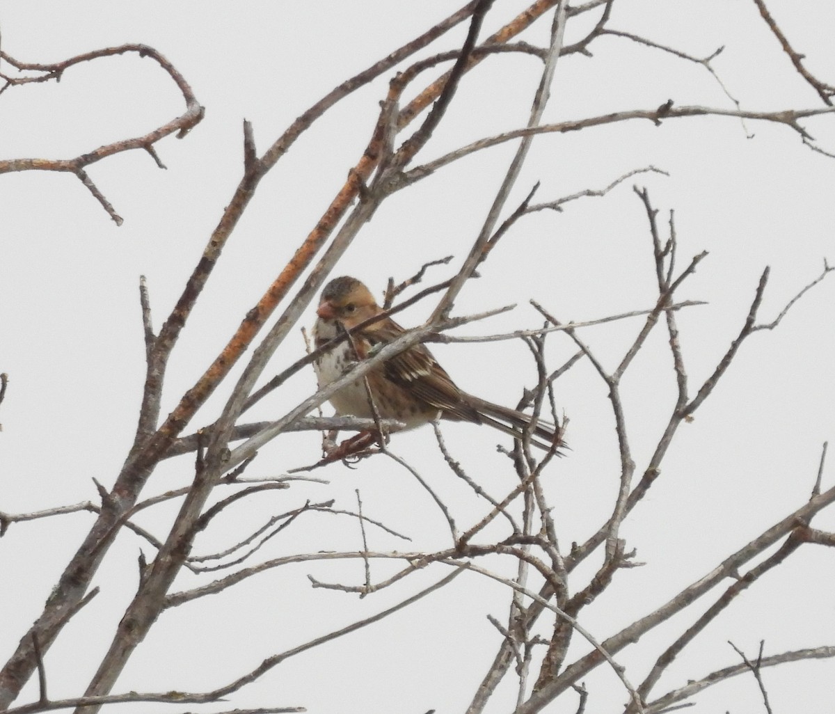 Harris's Sparrow - ML609807534