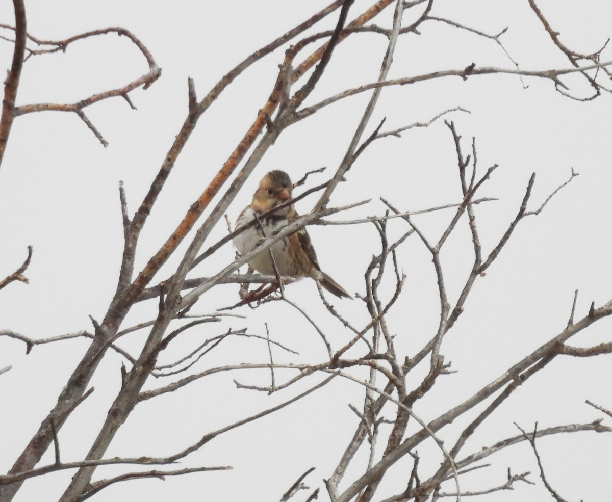 Harris's Sparrow - ML609807535