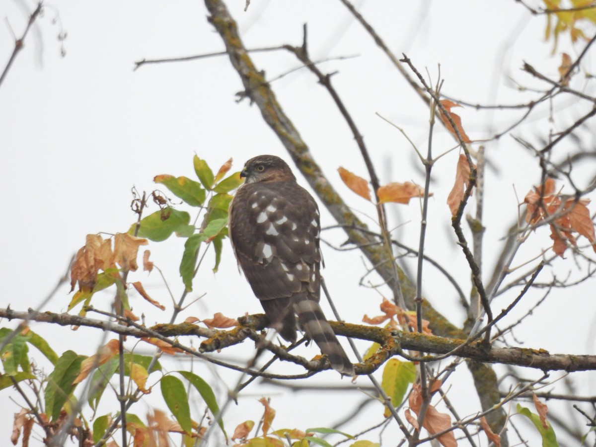 Sharp-shinned Hawk - ML609807547