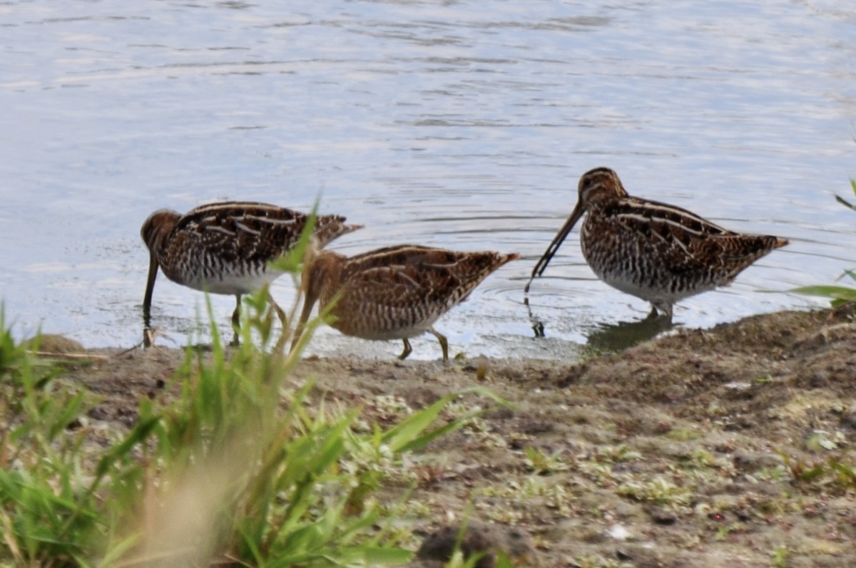 Wilson's Snipe - ML609807556