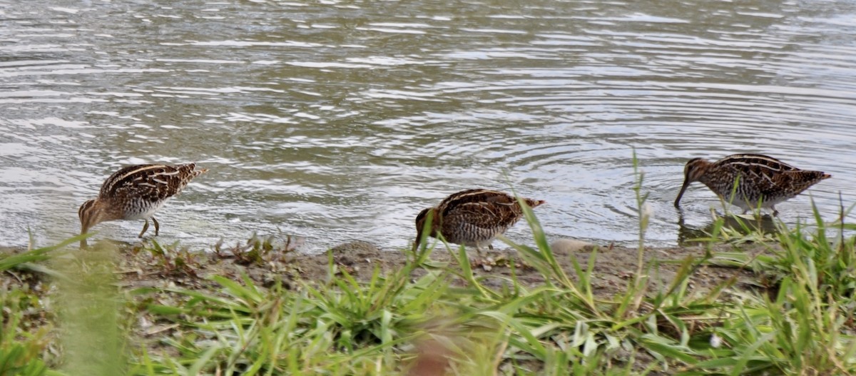 Wilson's Snipe - ML609807557