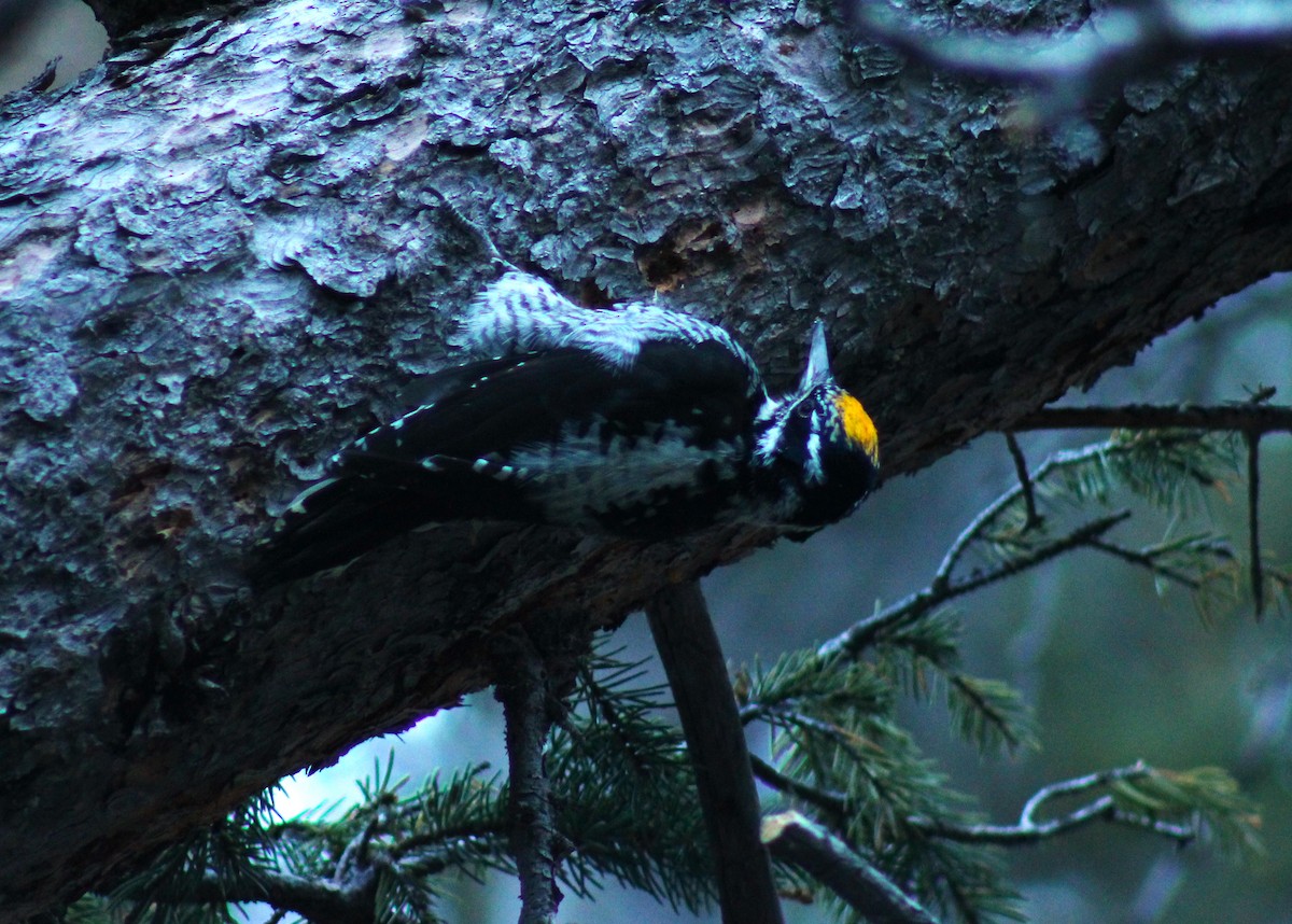 American Three-toed Woodpecker - ML609807566