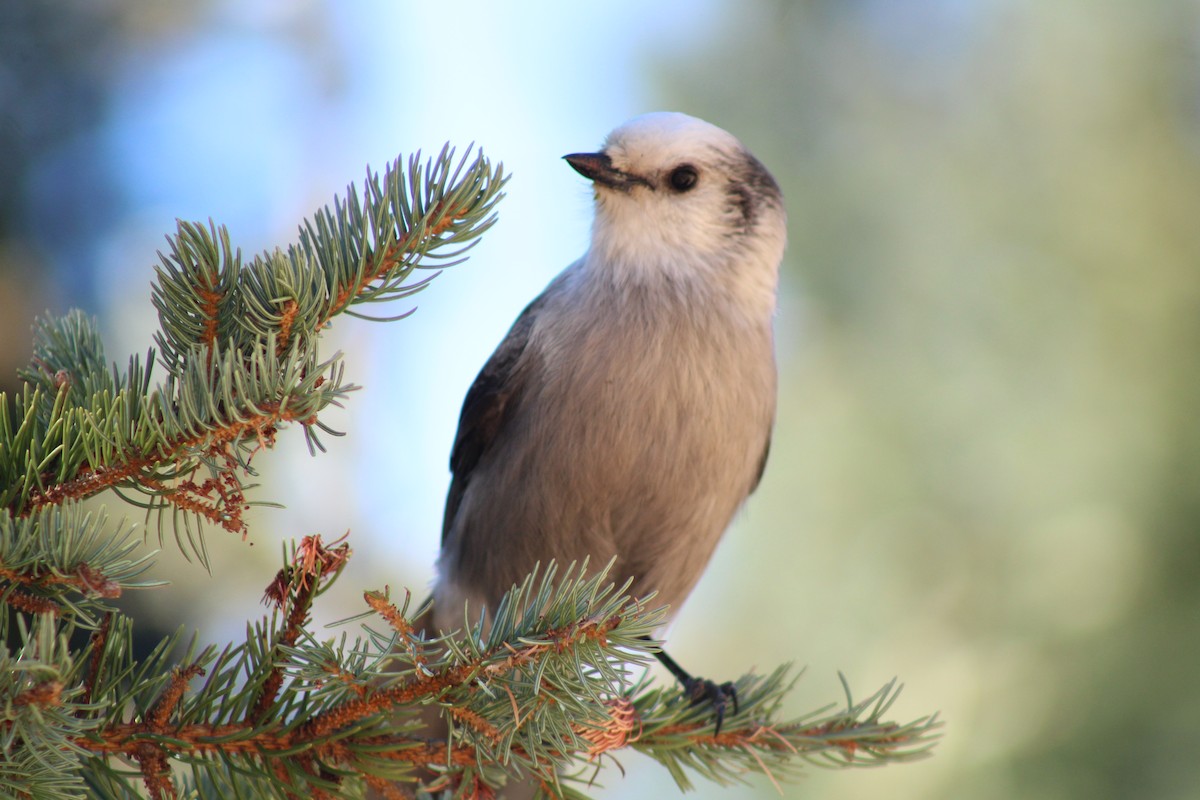 Canada Jay - ML609807579