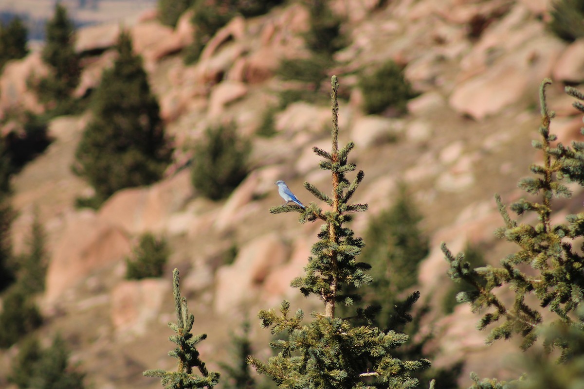 Mountain Bluebird - ML609807591