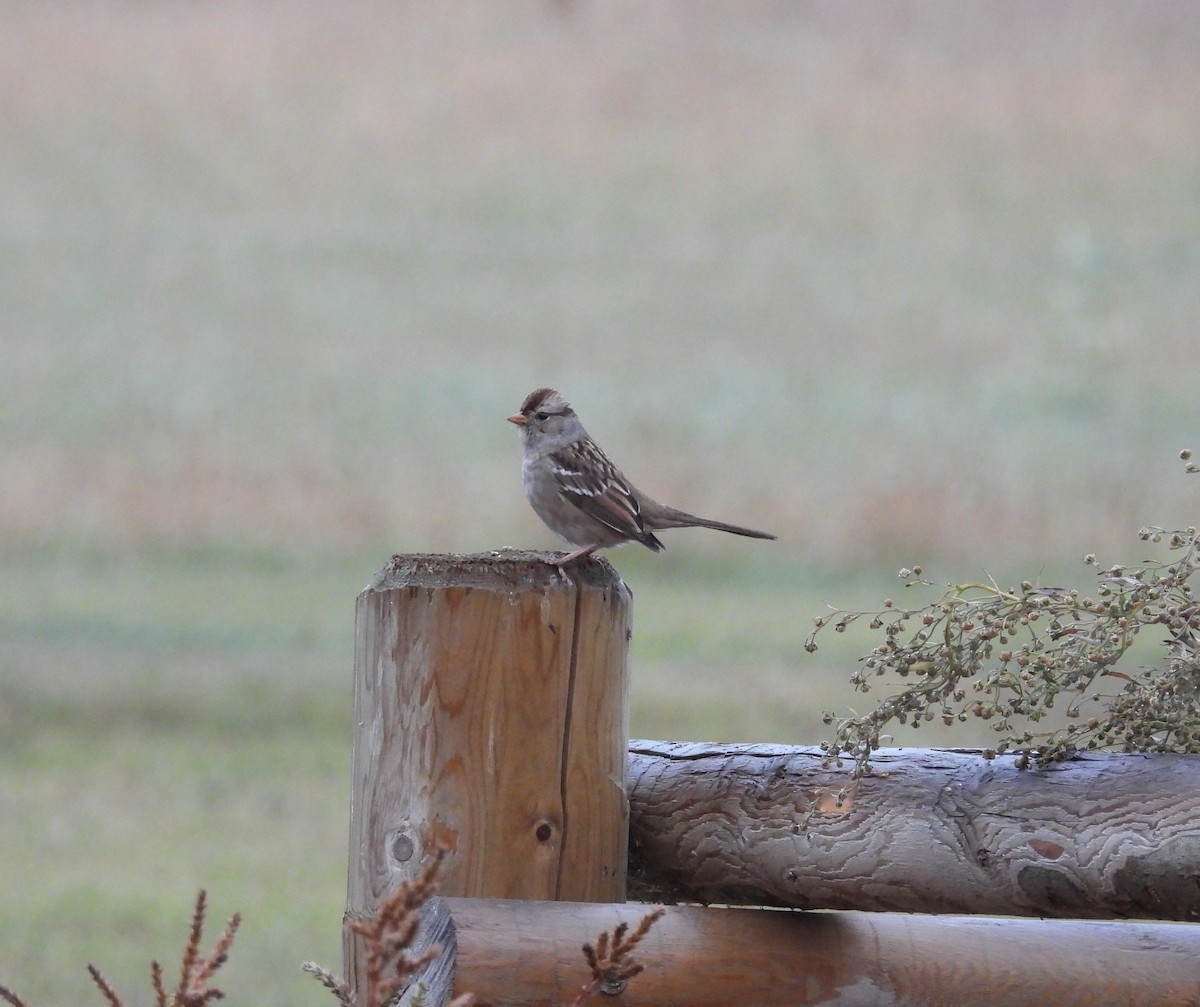 White-crowned Sparrow - ML609807612